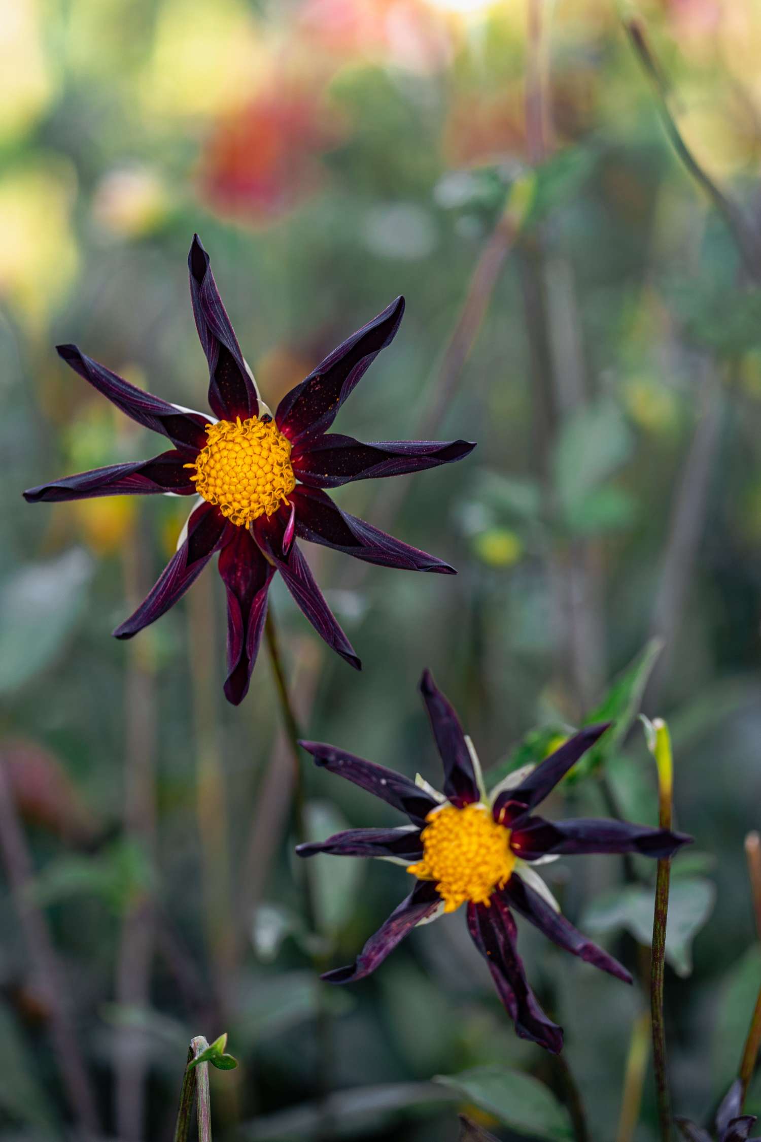 Dahlia 'Veronne´s Obsidian'